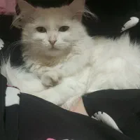 گربه پرشین کلاسیک