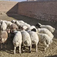 بره نر وپیش|حیوانات مزرعه|میمه, |دیوار