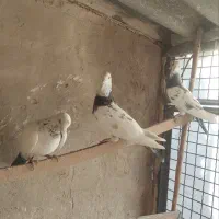 کبوترمسافت|پرنده|وحیدیه, |دیوار