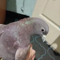 نر سرخ غریب|حیوانات|شاهرود, |دیوار