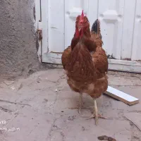 ۳۰۰ هزار تومان|حیوانات مزرعه|سبزوار, ابارش|دیوار