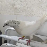 کبوتر ماده