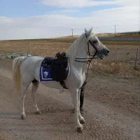 اسب نره شش ساله|اسب و تجهیزات اسب‌سواری|ورزقان, |دیوار