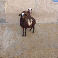 فروش دو راس بره ماده درجه یک