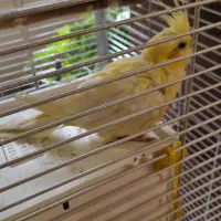 عروس هلندی نر و ماده|پرنده|تهران, سازمان برنامه شمالی|دیوار