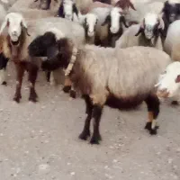 57 راس میش ترکی بختیاری بره دار و آبستن گلون گرم|حیوانات مزرعه|کازرون, |دیوار