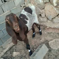 بز و بزغاله|حیوانات مزرعه|شهمیرزاد, |دیوار