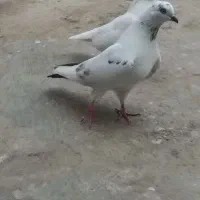 کفتر مهر خورده