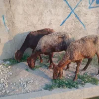 ۴راس گوسفندجوان مخصوص پرواری و بره شیری قیمت مناسب