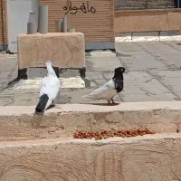 کبوتر دمبی