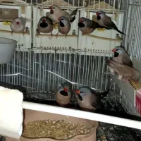 فنچ کرواتی خاص