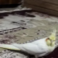 عروس هلندی|حیوانات|اسفراین, |دیوار