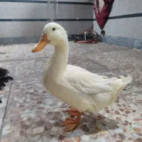 یک عدد اوردک و یک عدد مرغ