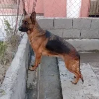 ژرمن ماده فحل