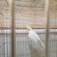 عروس لوتینو ماده|پرنده|قم, باجک دو|دیوار