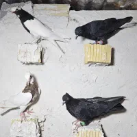 ۸ عدد جوجه بهبهونی