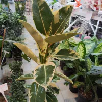 گل آپارتمانی فیکوس بلند زاموفیلیا کوکوپیت قاشقی|گل و گیاه طبیعی|قم, ولیعصر|دیوار