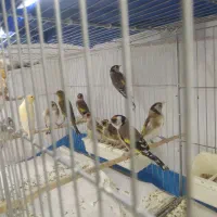 سهره و جادونی برنجی|پرنده|ری, اقدسیه|دیوار