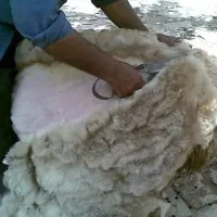 پشم گوسفند