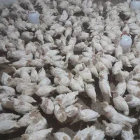 جوجه بوقلمون نژاد اصل بیوتی