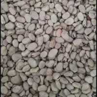 فروش باقالی درجه یک سورتینگ شده ۵تن