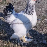 مرغ برهما اصیل جوان