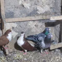 کفتر|پرنده|زاهدان, |دیوار