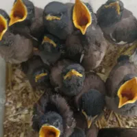مینا