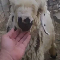 بره قوچی نژاد دار فروشی