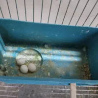 عروس هلندی ، مرغ عشق ،خنداب|پرنده|ملایر, |دیوار