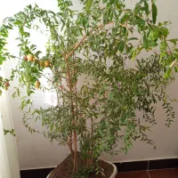 درختچه انار