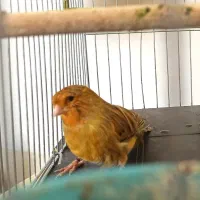 2 عدد قناری نر و ماده بخون و اماده جوجه