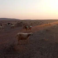 فروش ی راس کابرعالی