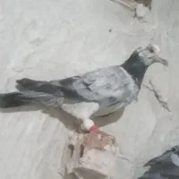 کبوتر صید