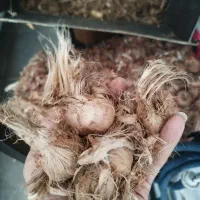 پیاز زعفران گلخانه ای  از 8گرم به بالا