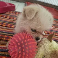 سگ آپارتمانی نژاد پامر|سگ|تهران, شهرک فردوس (حسینی)|دیوار