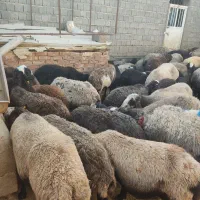 50 راس میش با بره