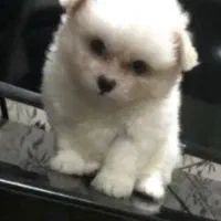 پامر ماده