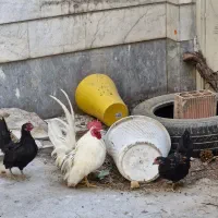 مرغ خروس جوجه جاپنیز|حیوانات مزرعه|تهران, سردارجنگل|دیوار