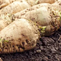 چغندر|حیوانات مزرعه|میاندوآب, |دیوار