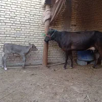 گاودرشادگان