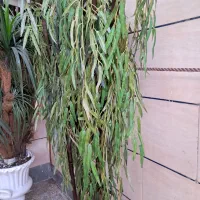 درخچه|گل مصنوعی|اهواز, کوی رمضان|دیوار