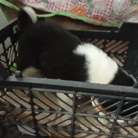 توله سگ|سگ|زاینده رود, |دیوار