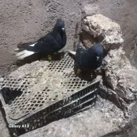 کبوتر دم سفید|پرنده|اسفرورین, |دیوار