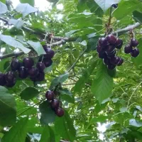 حرص سبز اصولی درختان انگور
