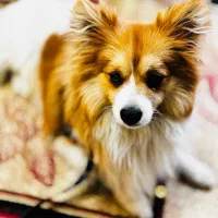 سگ پامر|سگ|بیرجند, |دیوار