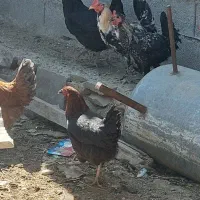 مرغ و خروس|حیوانات مزرعه|دوگنبدان, |دیوار