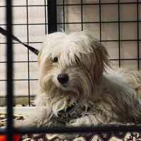 شیتزو|سگ|کرمان, |دیوار