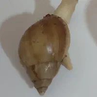 حلزون