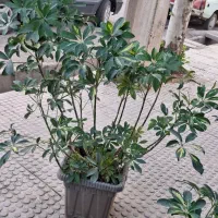 گلهای آپارتمانی